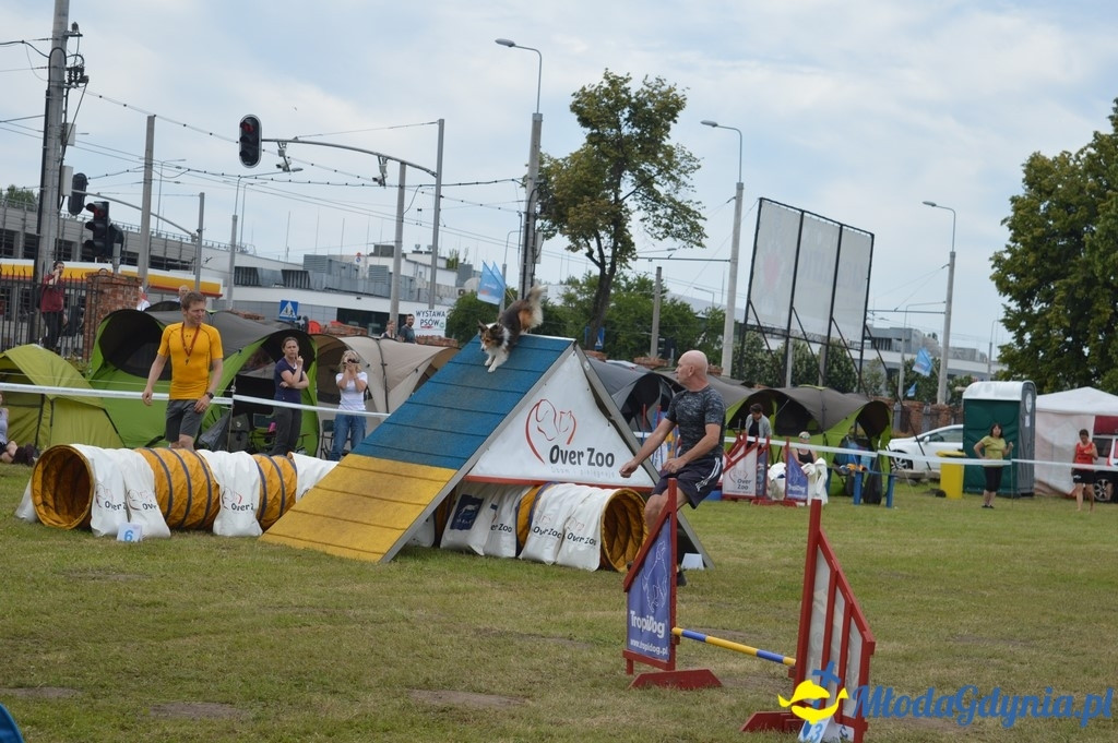 Puchar Bursztynowego Psa 2017 ( dzień drugi )