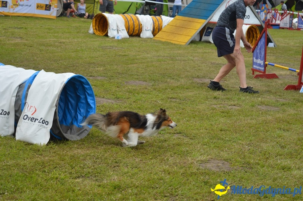 Puchar Bursztynowego Psa 2017 ( dzień drugi )