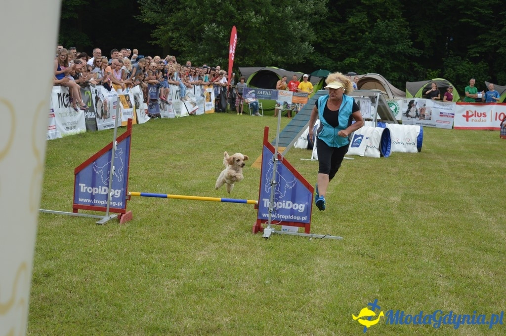 Puchar Bursztynowego Psa 2017 ( dzień drugi )