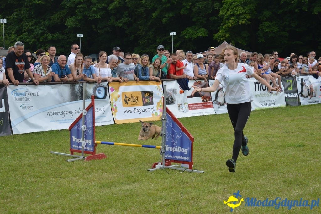 Puchar Bursztynowego Psa 2017 ( dzień drugi )