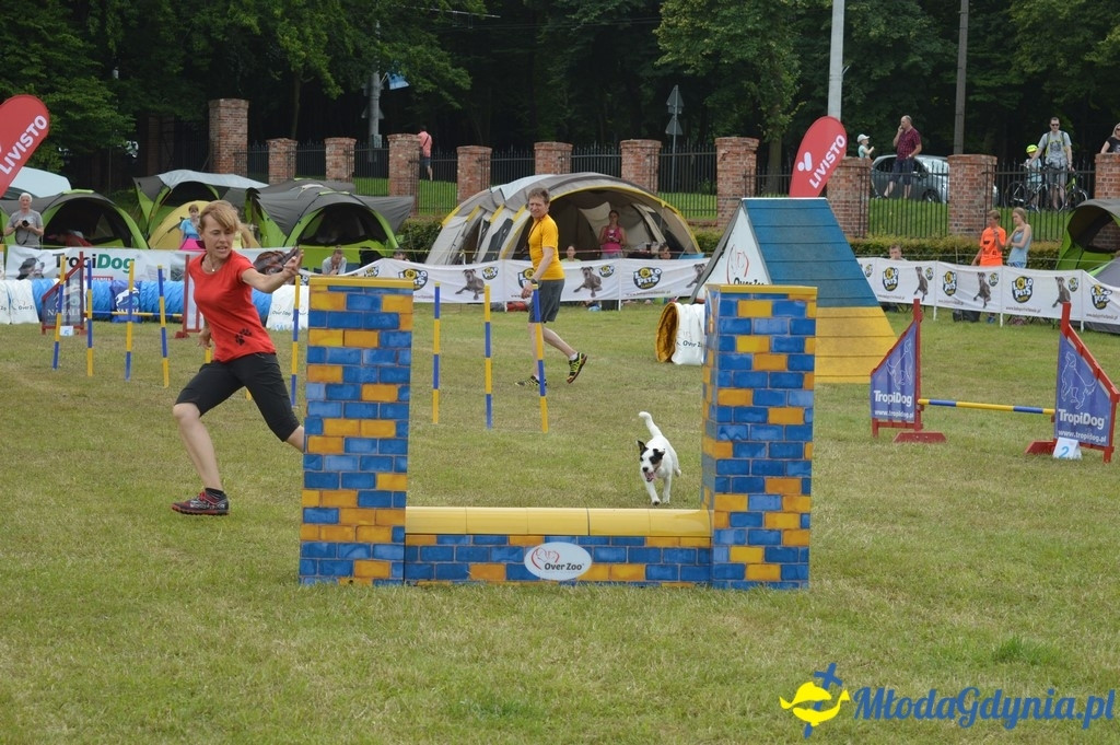 Puchar Bursztynowego Psa 2017 ( dzień drugi )