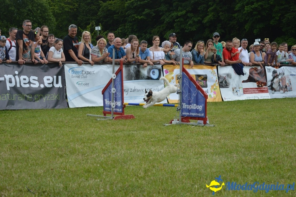 Puchar Bursztynowego Psa 2017 ( dzień drugi )