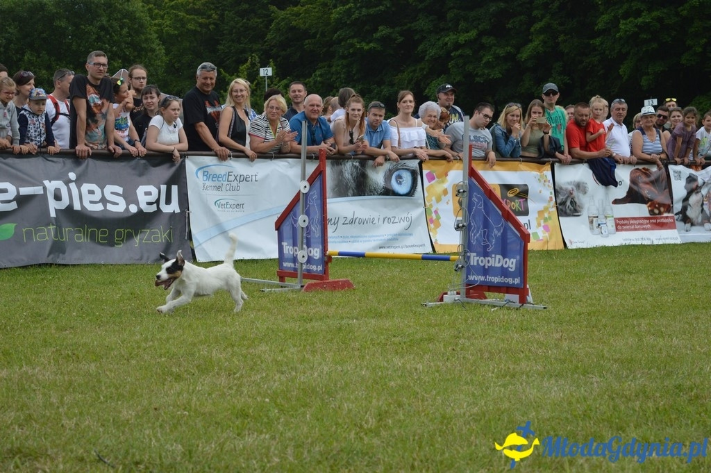 Puchar Bursztynowego Psa 2017 ( dzień drugi )