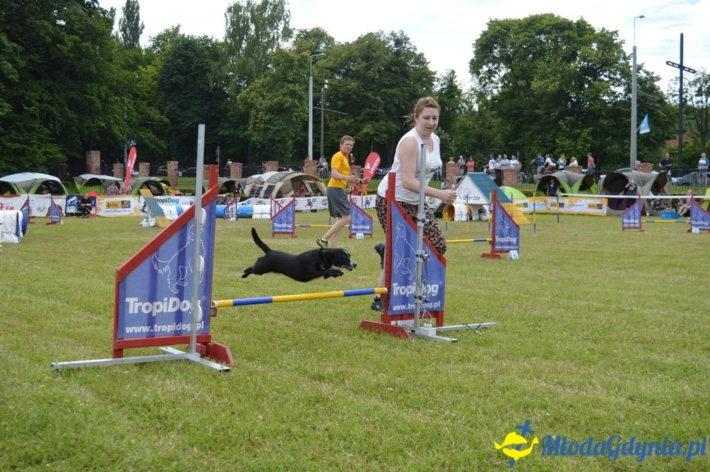 Puchar Bursztynowego Psa 2017 ( dzień drugi )