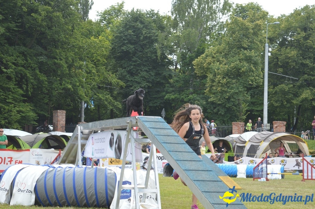 Puchar Bursztynowego Psa 2017 ( dzień drugi )