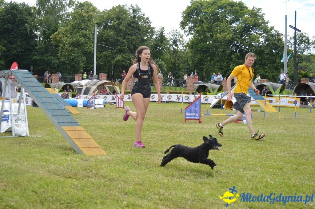 Puchar Bursztynowego Psa 2017 ( dzień drugi )