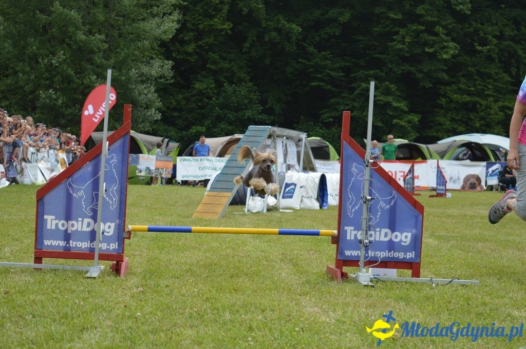 Puchar Bursztynowego Psa 2017 ( dzień drugi )