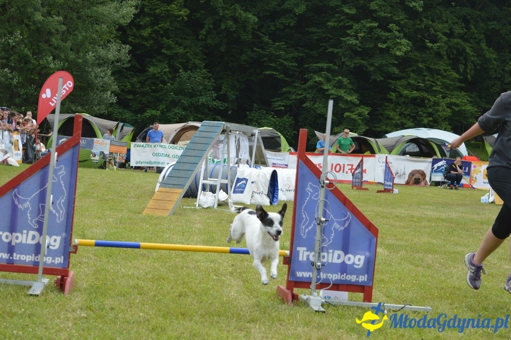 Puchar Bursztynowego Psa 2017 ( dzień drugi )