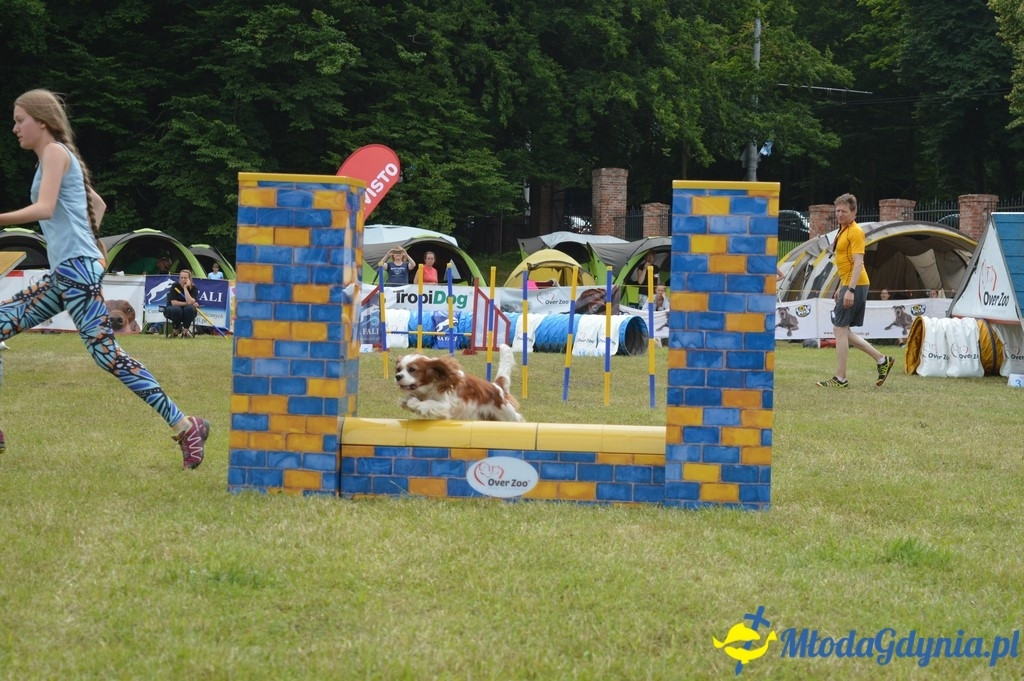 Puchar Bursztynowego Psa 2017 ( dzień drugi )