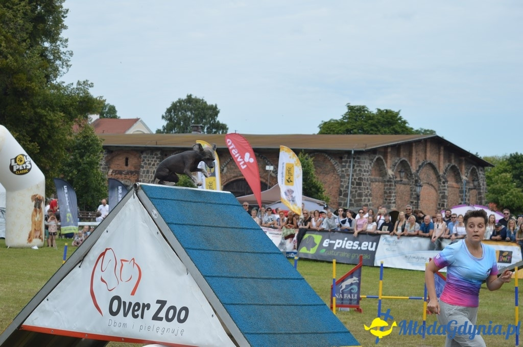 Puchar Bursztynowego Psa 2017 ( dzień drugi )