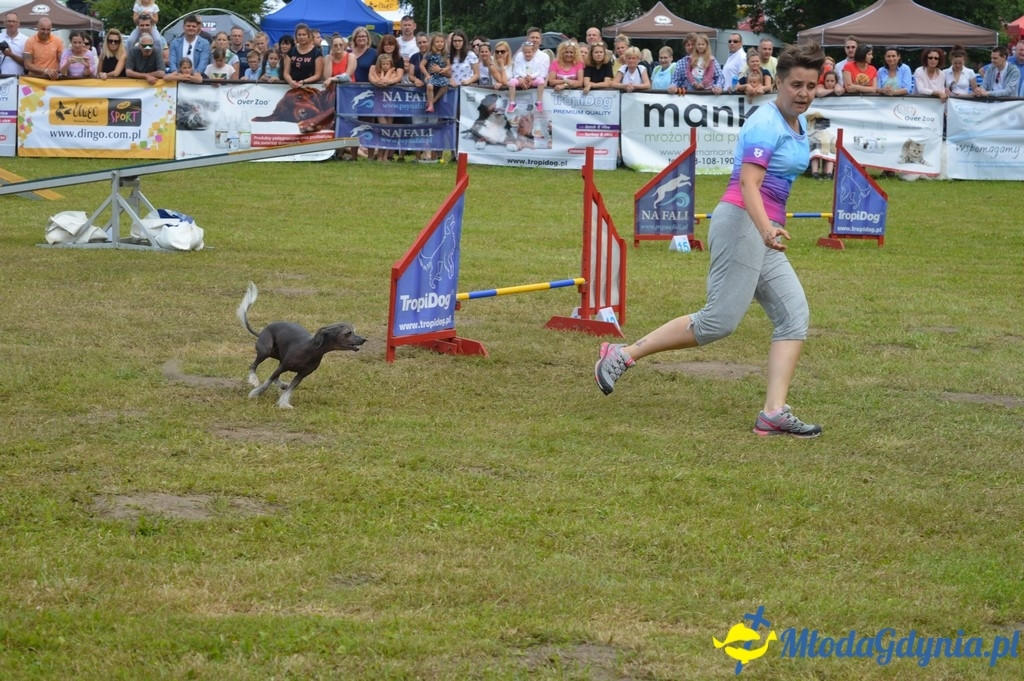 Puchar Bursztynowego Psa 2017 ( dzień drugi )