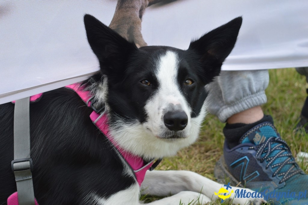 Puchar Bursztynowego Psa 2017 ( dzień drugi )