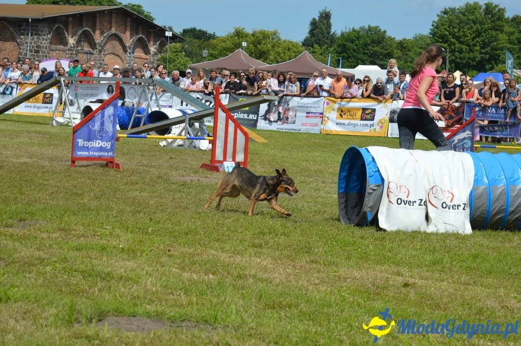 Puchar Bursztynowego Psa 2017 ( dzień drugi )