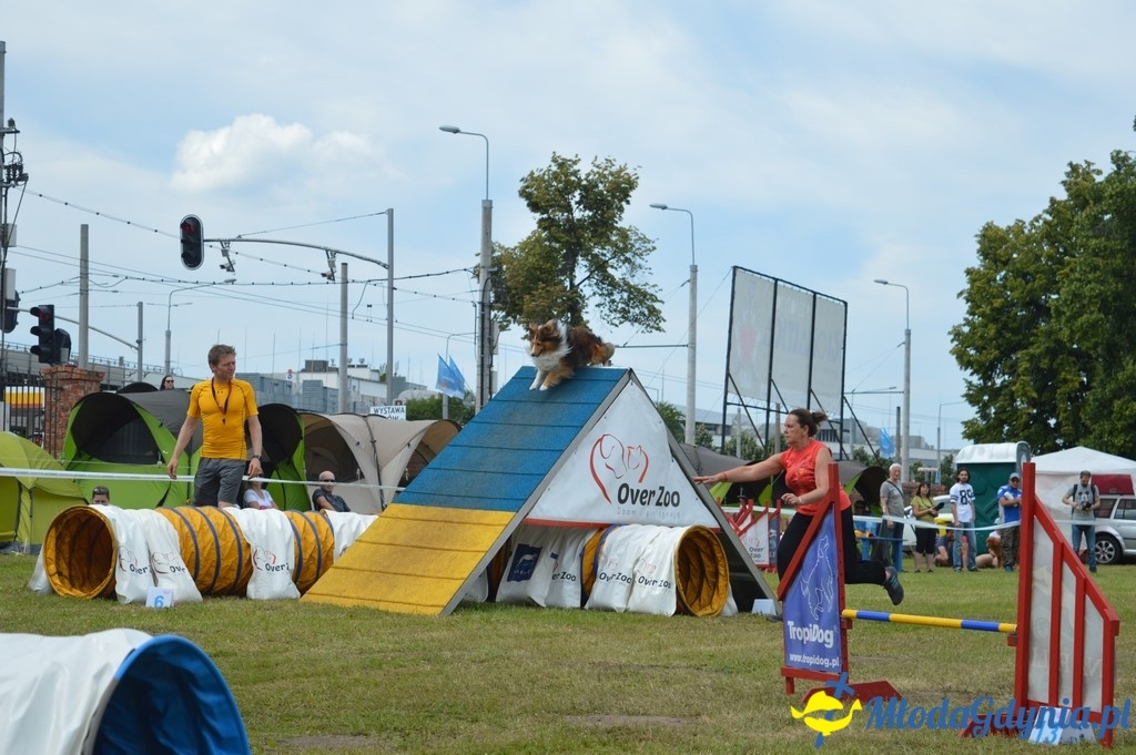 Puchar Bursztynowego Psa 2017 ( dzień drugi )