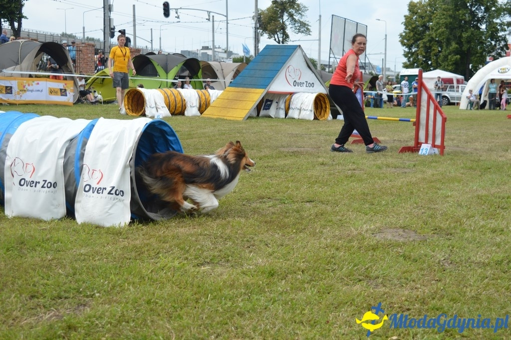 Puchar Bursztynowego Psa 2017 ( dzień drugi )