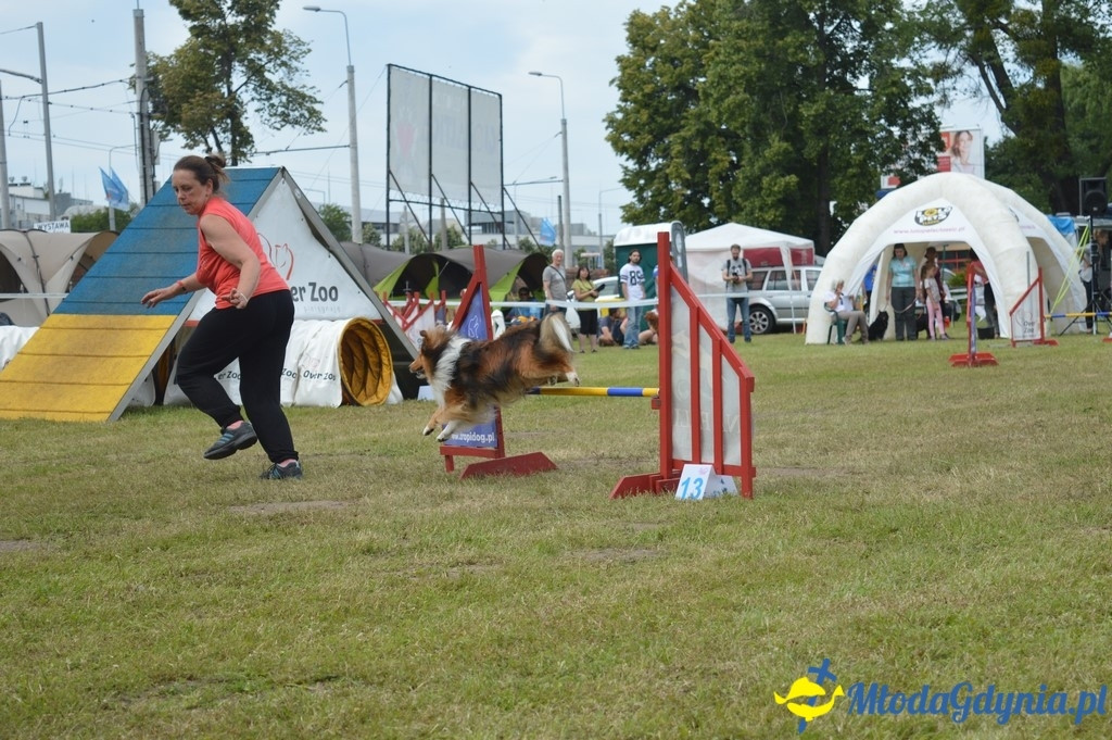 Puchar Bursztynowego Psa 2017 ( dzień drugi )