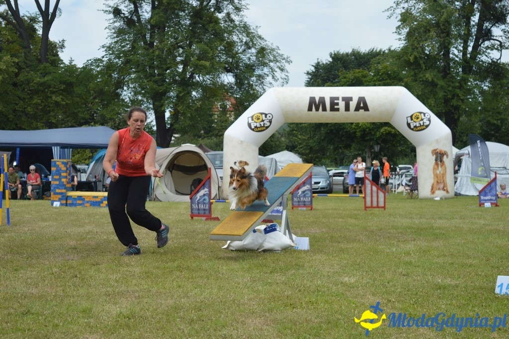 Puchar Bursztynowego Psa 2017 ( dzień drugi )