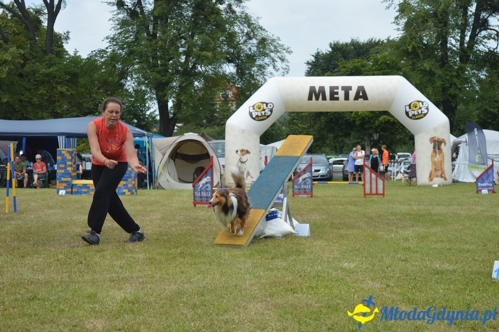Puchar Bursztynowego Psa 2017 ( dzień drugi )