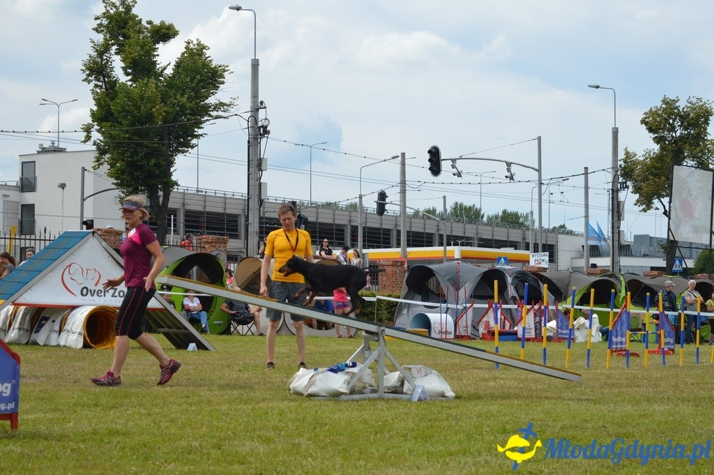 Puchar Bursztynowego Psa 2017 ( dzień drugi )