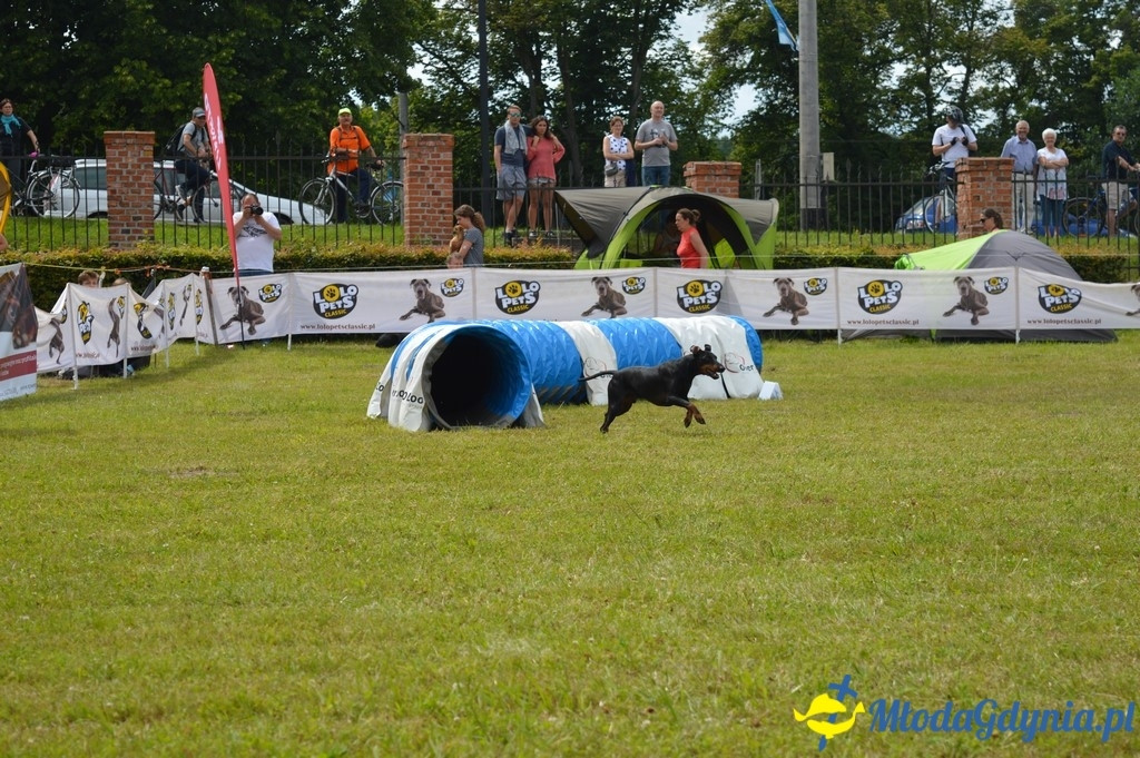 Puchar Bursztynowego Psa 2017 ( dzień drugi )