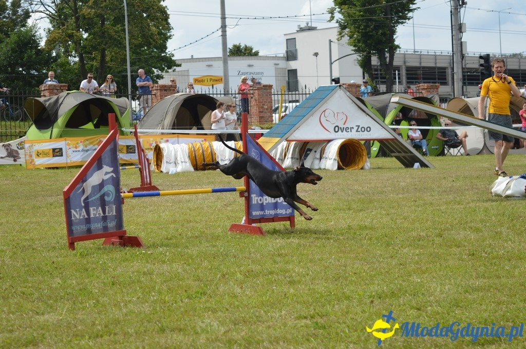 Puchar Bursztynowego Psa 2017 ( dzień drugi )