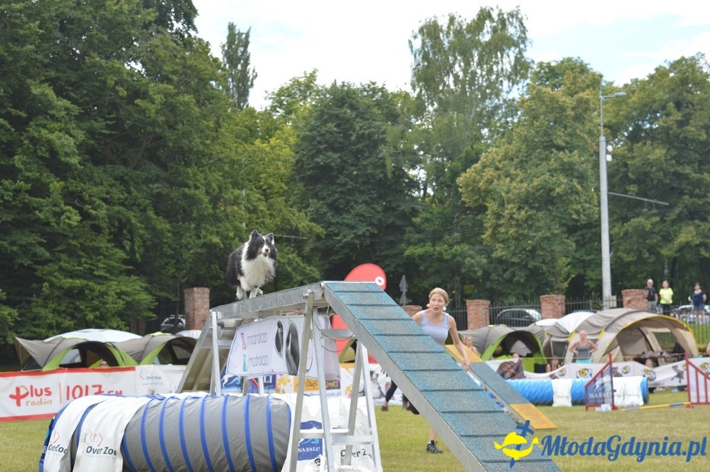 Puchar Bursztynowego Psa 2017 ( dzień drugi )