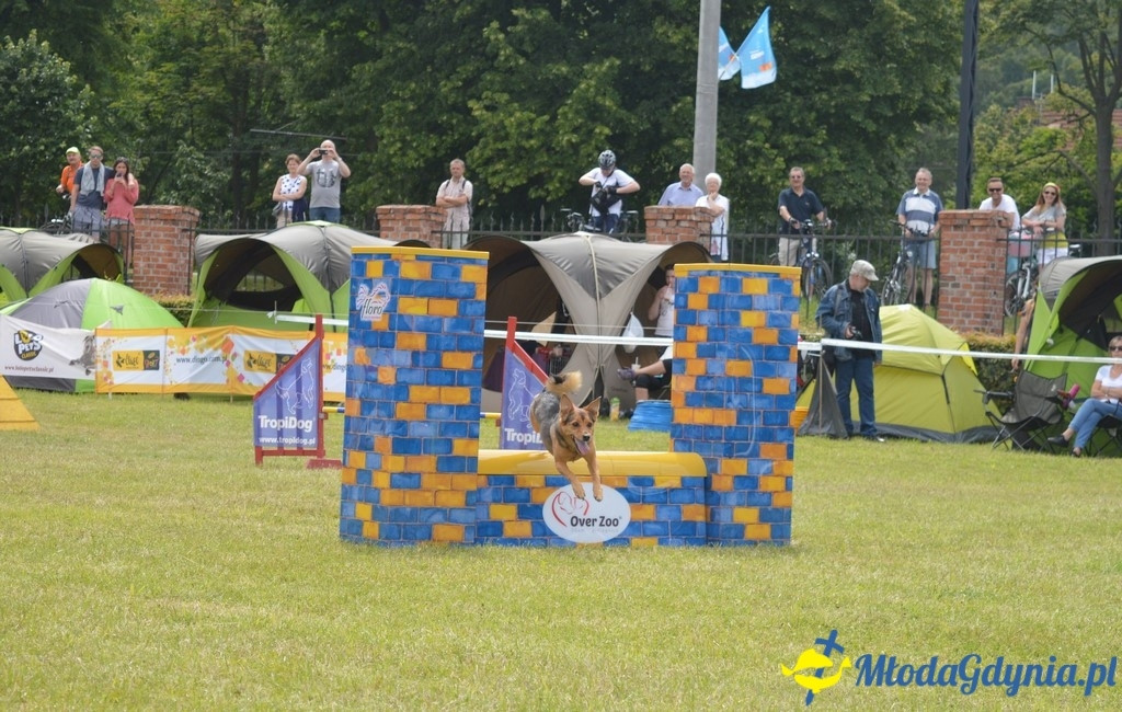 Puchar Bursztynowego Psa 2017 ( dzień drugi )