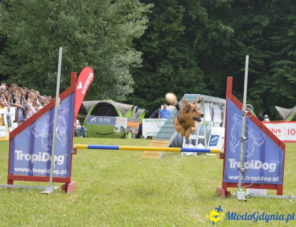 Puchar Bursztynowego Psa 2017 ( dzień drugi )