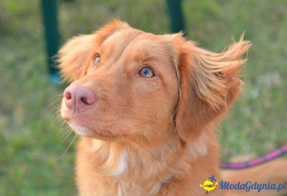 Puchar Bursztynowego Psa 15.07.17.