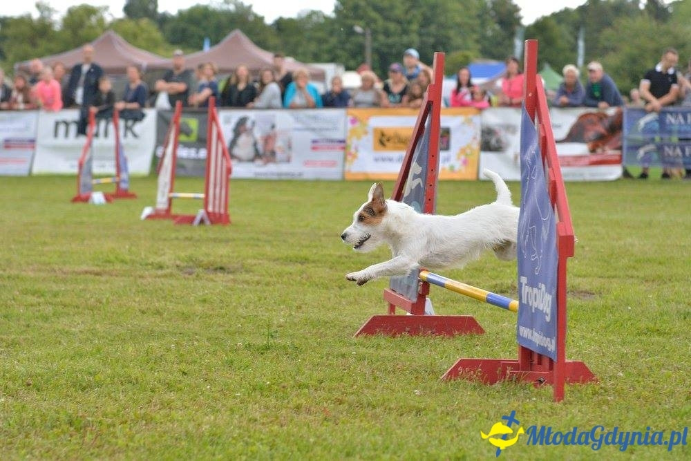 Puchar Bursztynowego Psa 15.07.17.
