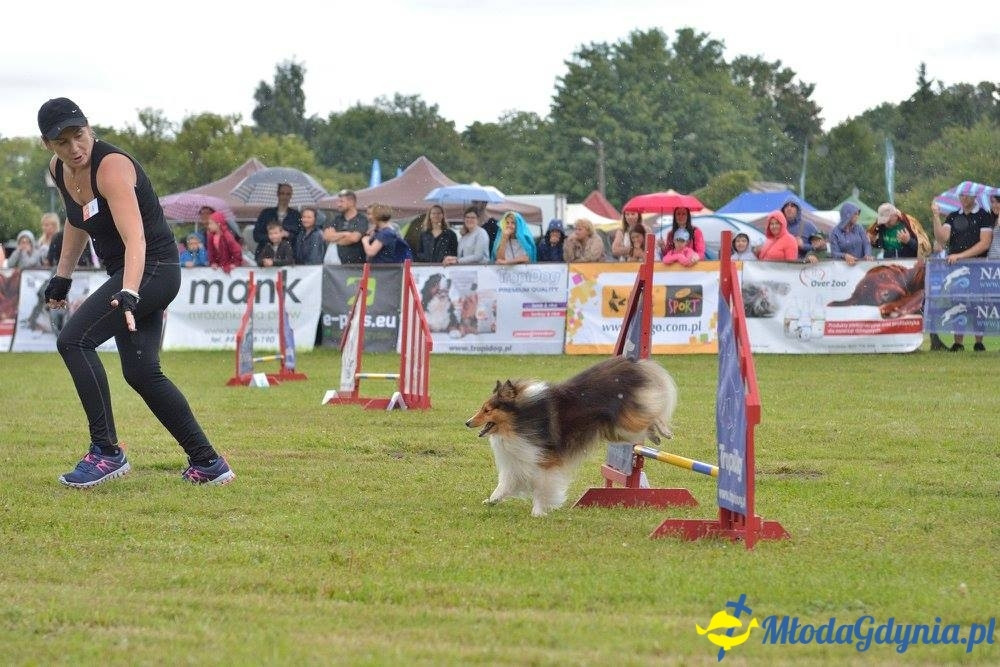 Puchar Bursztynowego Psa 15.07.17.