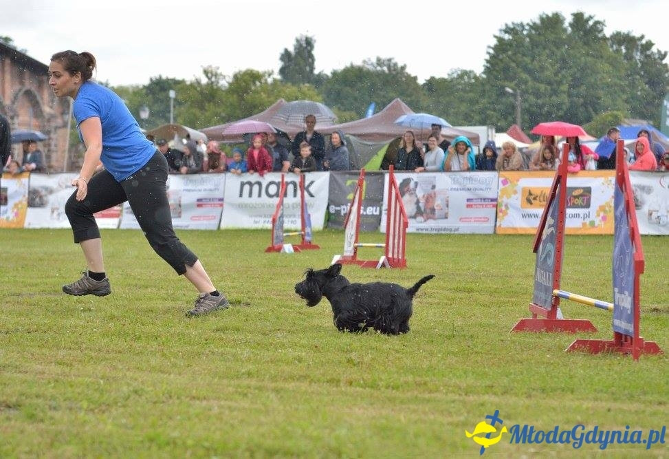 Puchar Bursztynowego Psa 15.07.17.