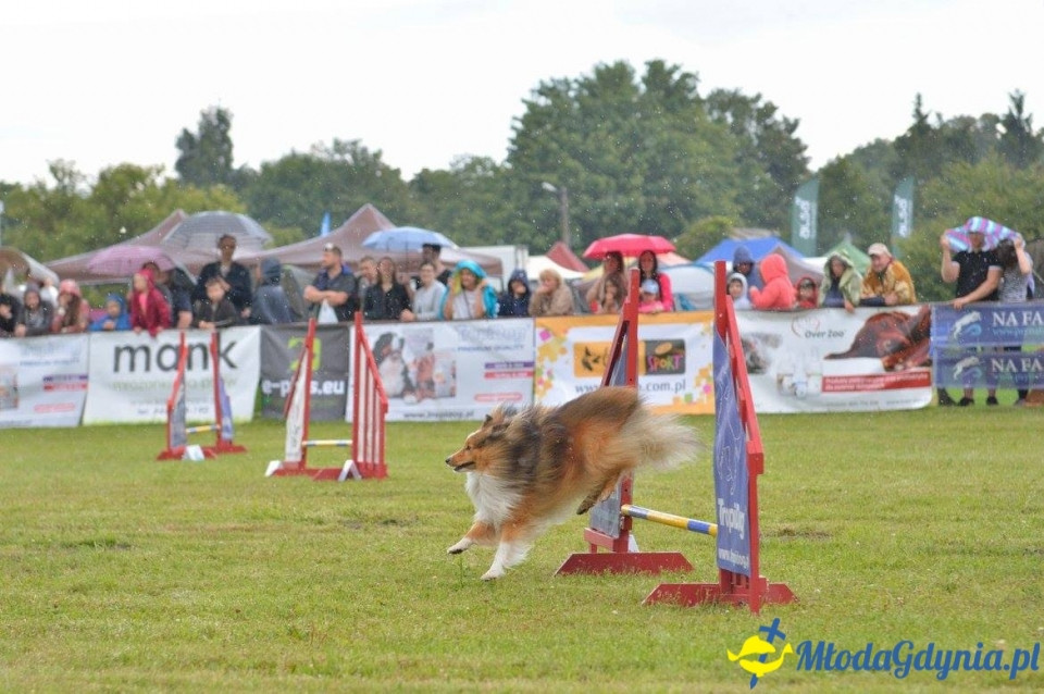 Puchar Bursztynowego Psa 15.07.17.