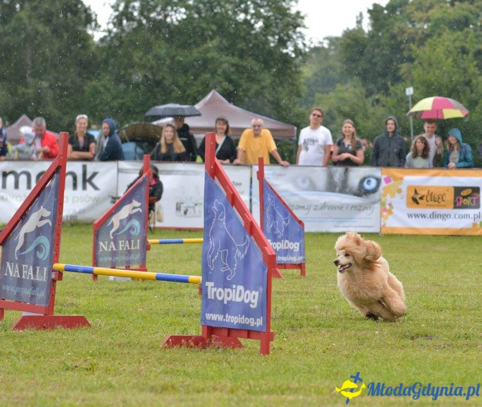 Puchar Bursztynowego Psa 15.07.17.