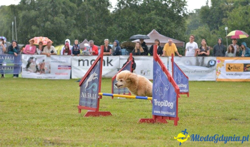Puchar Bursztynowego Psa 15.07.17.