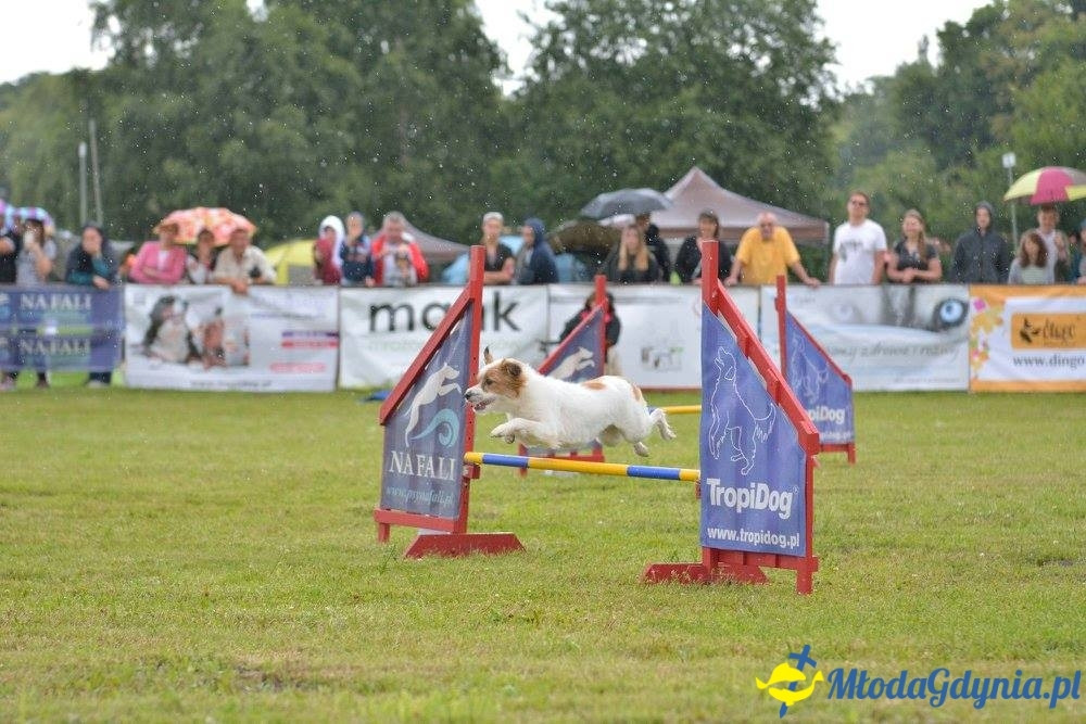 Puchar Bursztynowego Psa 15.07.17.