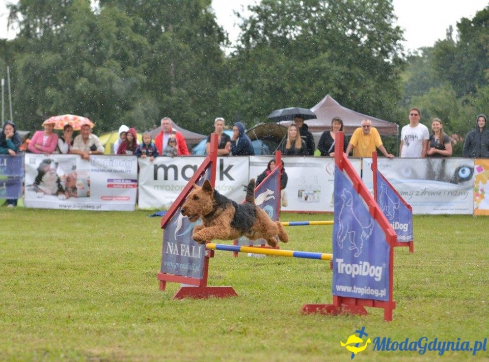 Puchar Bursztynowego Psa 15.07.17.