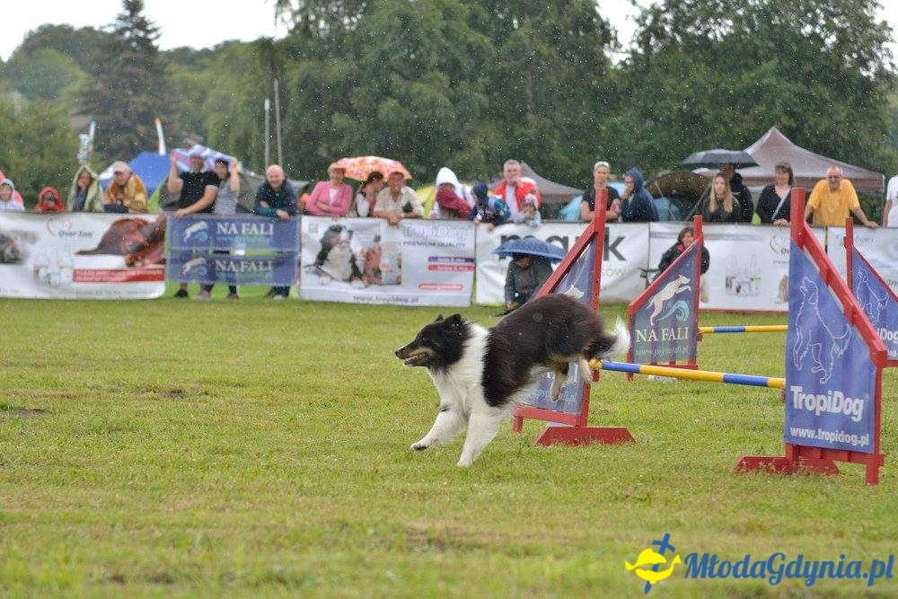 Puchar Bursztynowego Psa 15.07.17.