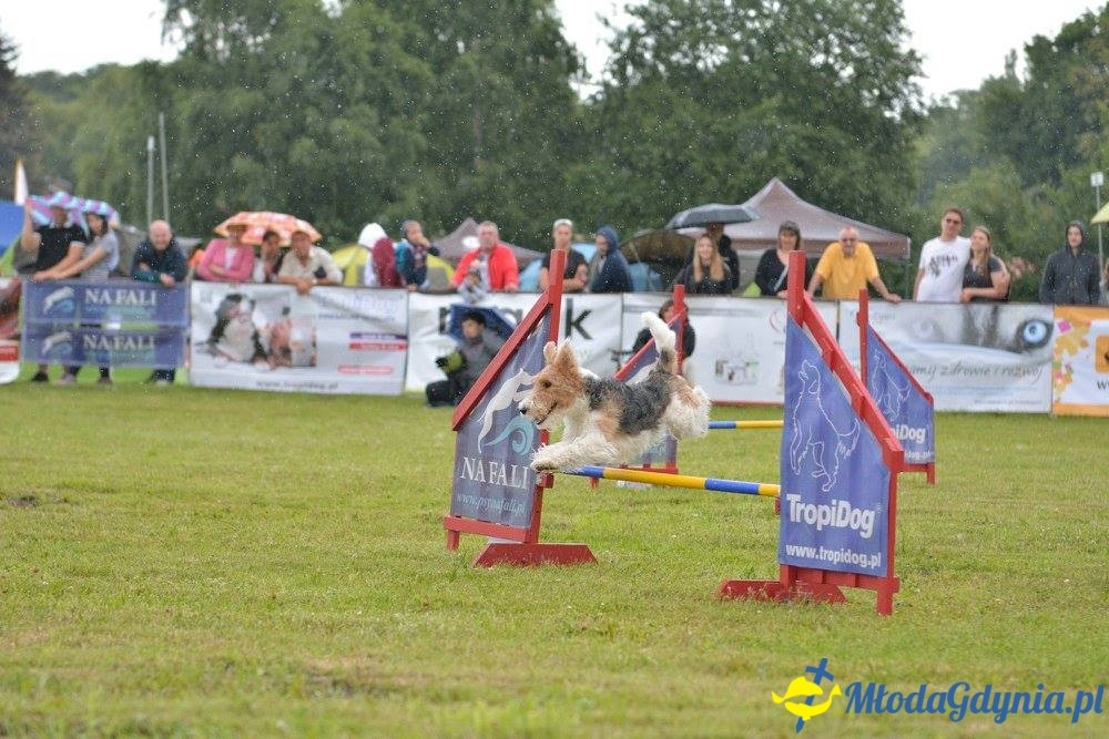 Puchar Bursztynowego Psa 15.07.17.