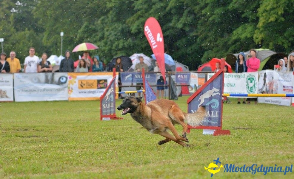 Puchar Bursztynowego Psa 15.07.17.