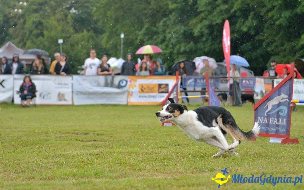 Puchar Bursztynowego Psa 15.07.17.