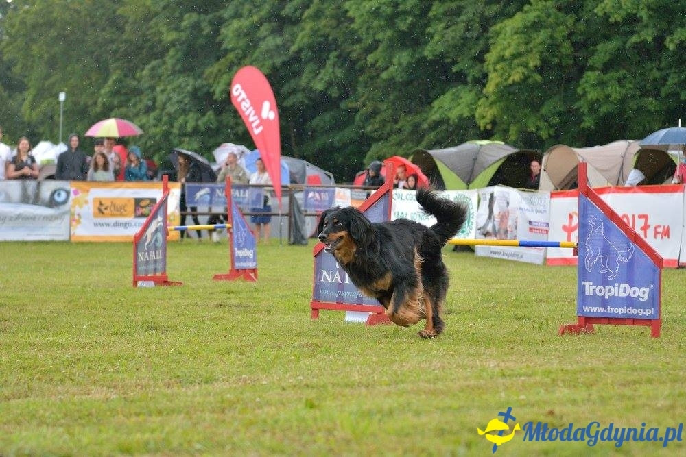 Puchar Bursztynowego Psa 15.07.17.