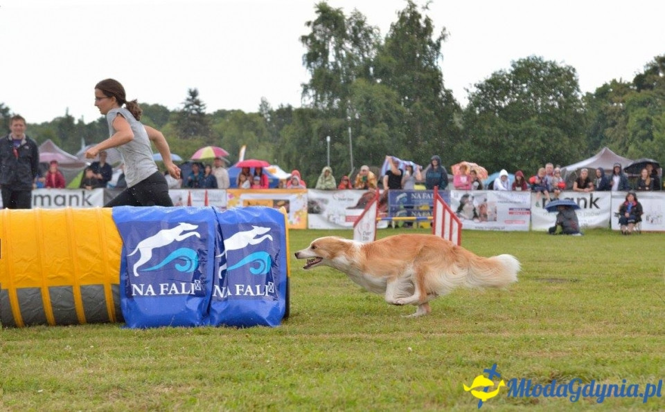 Puchar Bursztynowego Psa 15.07.17.