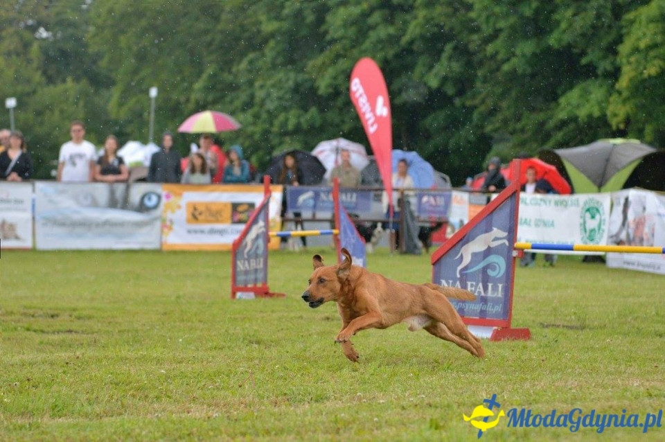 Puchar Bursztynowego Psa 15.07.17.