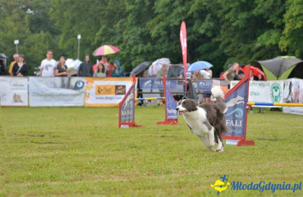 Puchar Bursztynowego Psa 15.07.17.