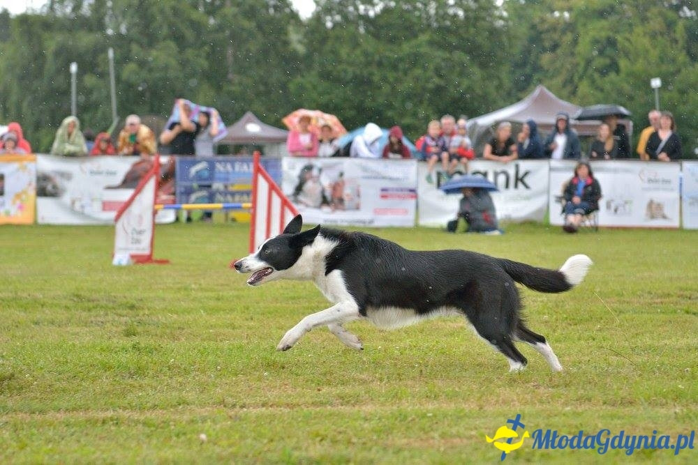 Puchar Bursztynowego Psa 15.07.17.