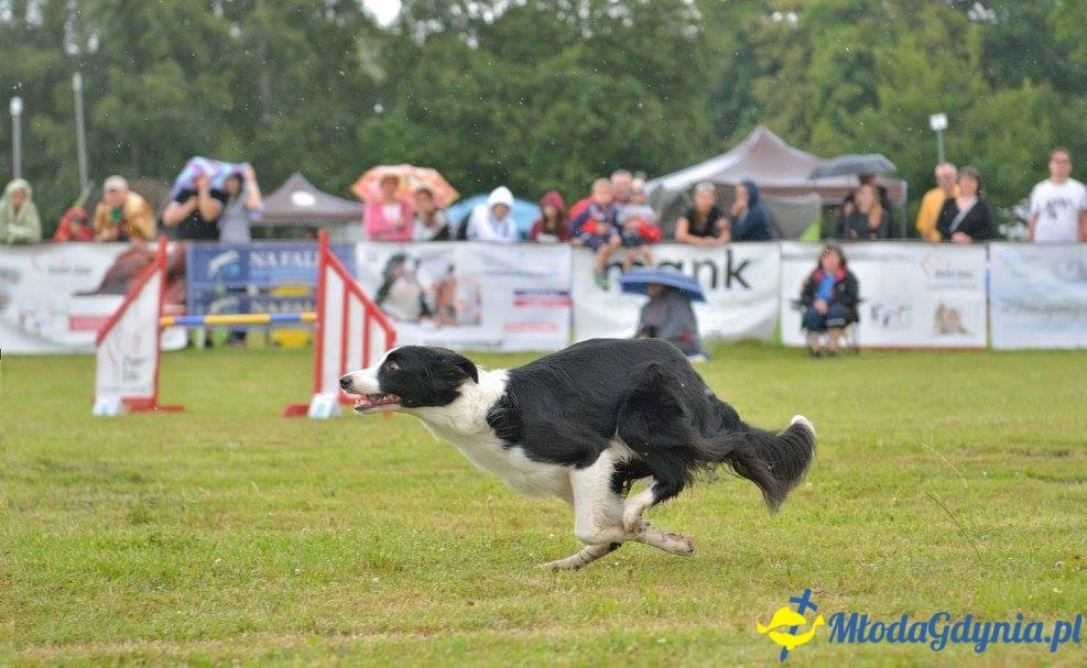 Puchar Bursztynowego Psa 15.07.17.
