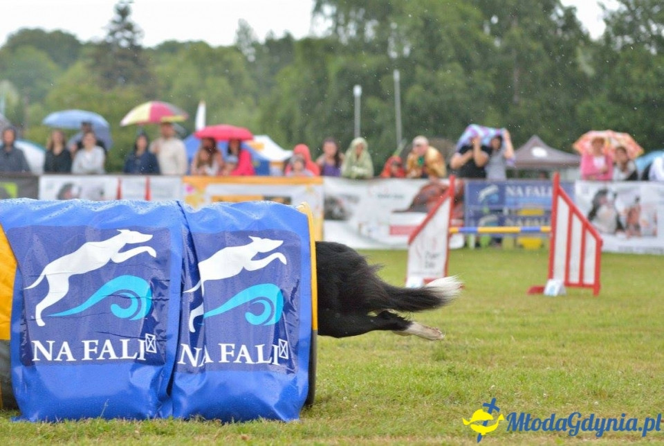 Puchar Bursztynowego Psa 15.07.17.