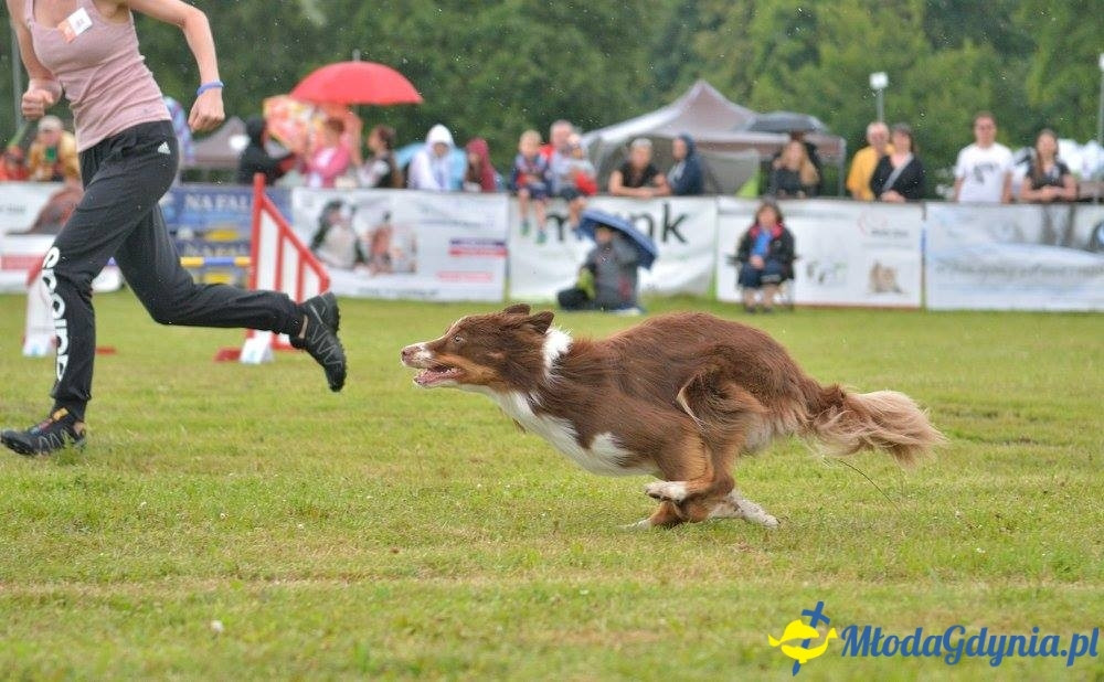 Puchar Bursztynowego Psa 15.07.17.