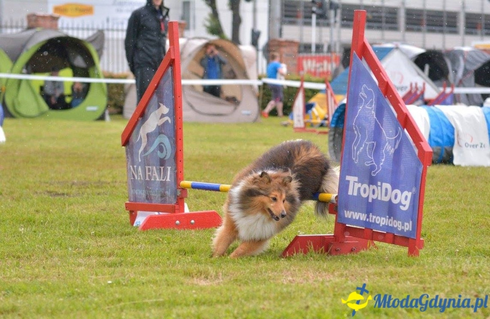 Puchar Bursztynowego Psa 15.07.17.